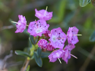 Kalmia à feuilles d'andromède - Kalmia polifolia Kalmia à feuilles d'andromède - Kalmia polifolia