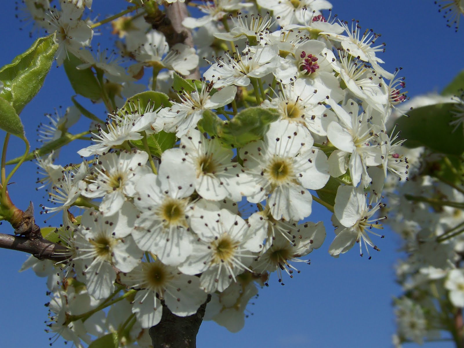 Hickery Holler Farm The First Fruit Blossoms