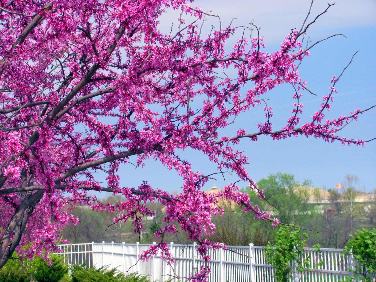 curving back cotton candy pink