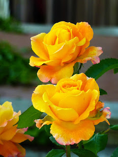 Rosas Amarillas Rosas Amarillas
