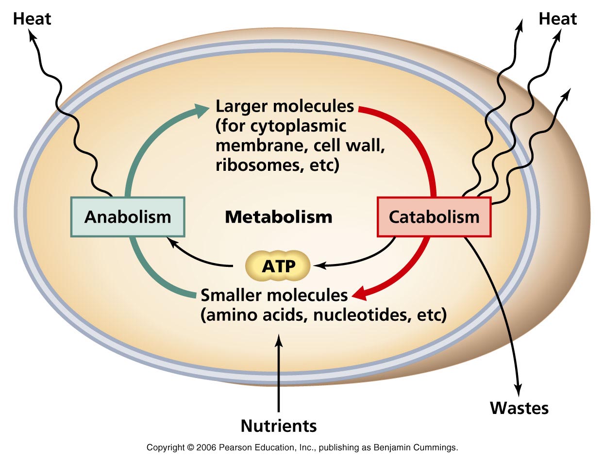case study metabolism and nutrition