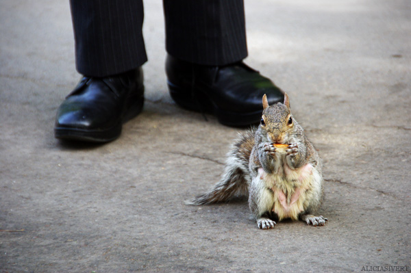 aliciasivert, alicia sivertsson, london, england, Squirrel, feet, ekorre, fötter