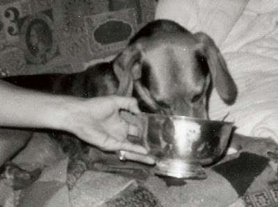 dog licking silver bowl