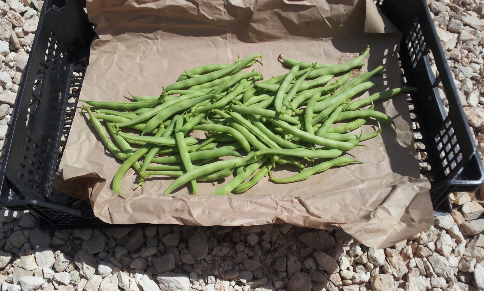 La regadera verde: 2013