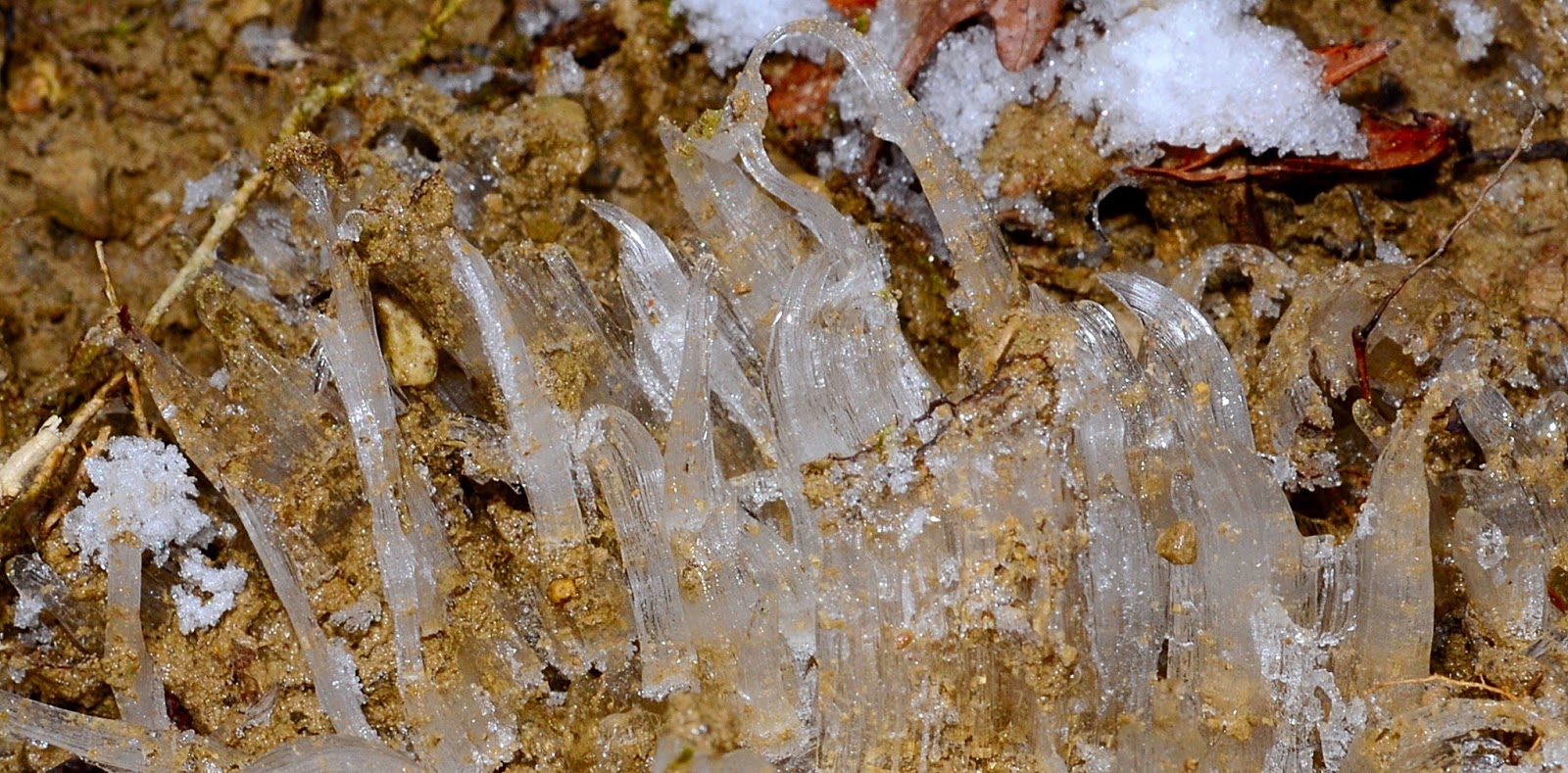 Get Your Botany On! Unusual Ice