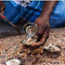 Fishing of Pearl Oyster in India