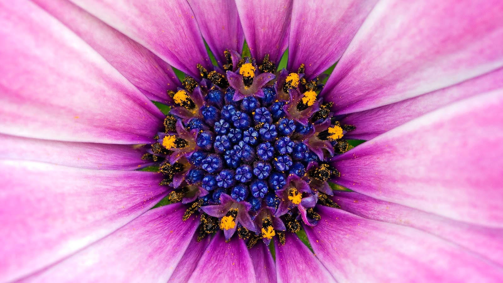 Best Flower In The World Wallpaper