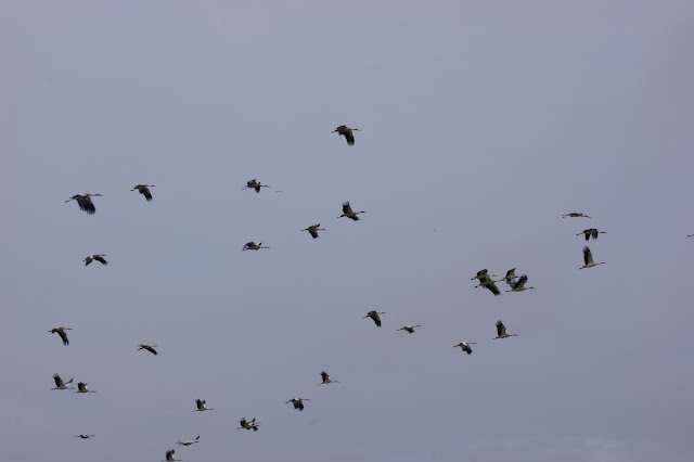 Cigüeñas en vuelo