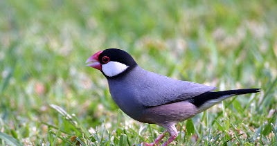 30 Fakta Unik Dari Burung Gelatik Si Burung Pengicau 30 fakta unik dari burung gelatik si burung pengicau