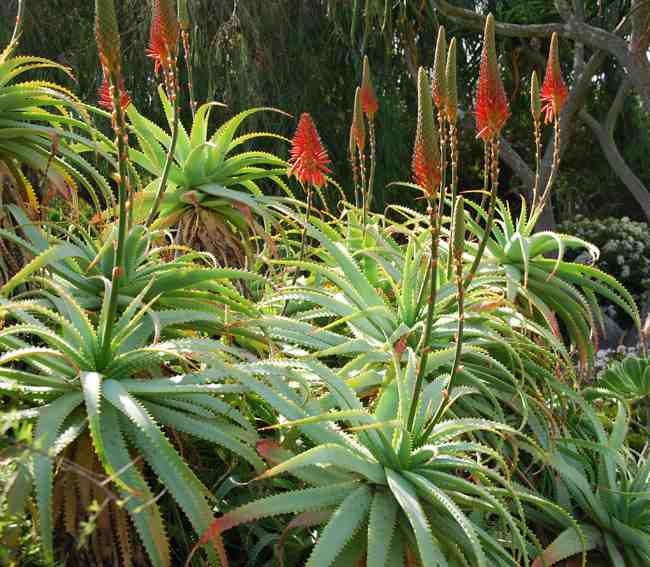 PlantWerkz Candelabra Aloe Aloe Arborescens