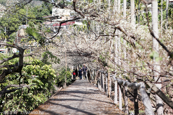 新社梅花隧道、小木屋鮭魚葡萄、梅花森林,台中賞梅花好去處 新社梅花隧道、小木屋鮭魚葡萄、梅花森林,台中賞梅花好去處