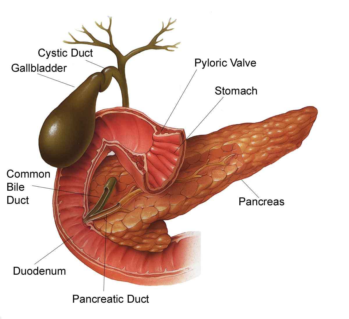 Кишечник желчный пузырь печень. Анатомия билиарной системы. Анатомия желчевыводящих путей. Анатомия желчных путей и поджелудочной железы.