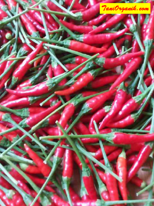 Tips Melebatkan Cabe Rawit di Polybag (Bpk Zunaedi, Sukabumi, 2015)