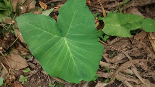 PANCs. Verduras de cor escura curam anemia. beldroega, inhame, taioba