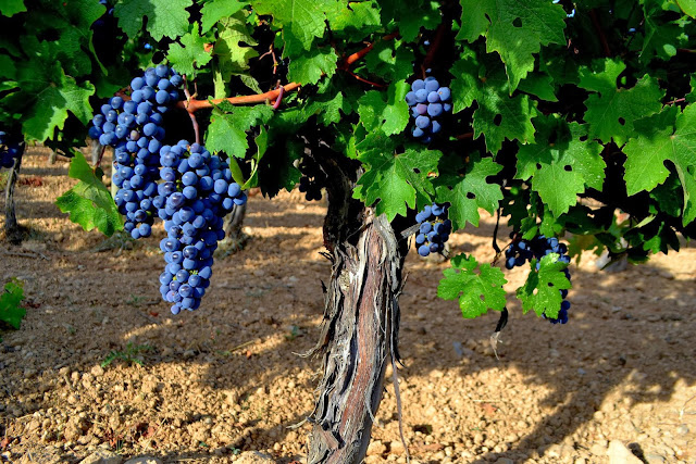Generalidades de la uva Cabernet Sauvignon