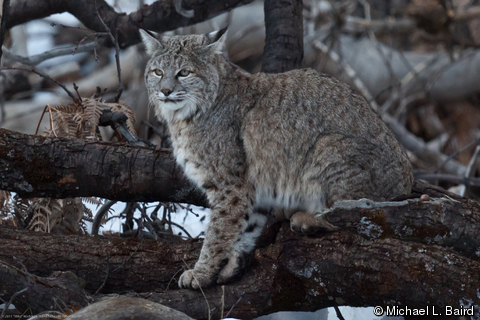 Bobcat (Kucing Liar) Bobcat Lynx, Rufus