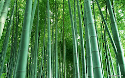 bamboo forest desktop animated