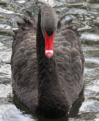 Black Swan