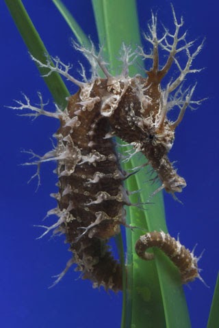 Nature Is My Elixir: Project Seahorse