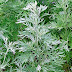Εντομοαπωθητικές και ακαρεοκτόνες ιδιότητες του φυτού Artemisia absinthium