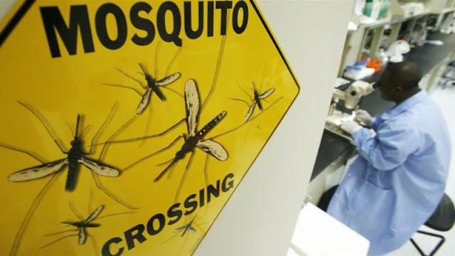 WHO: Venezuela malaria cases jump by 69 percent WHO: Venezuela malaria cases jump by 69 percent