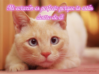 Imagenes de Amor Tiernas de Animales-Imagenes de amor Imagenes de Amor
