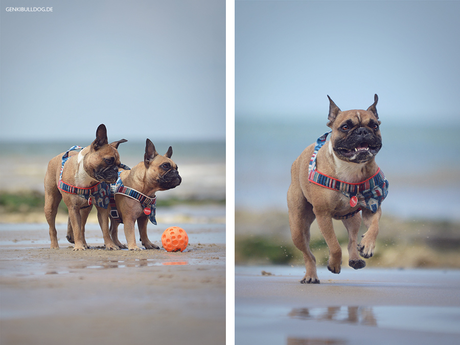 Hundbelog Genki Bulldog - Urlaub in der Nromandie Veules-les-Roses Hundbelog Genki Bulldog - Urlaub in der Nromandie Veules-les-Roses