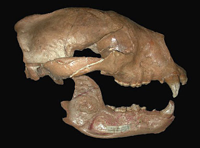 skull