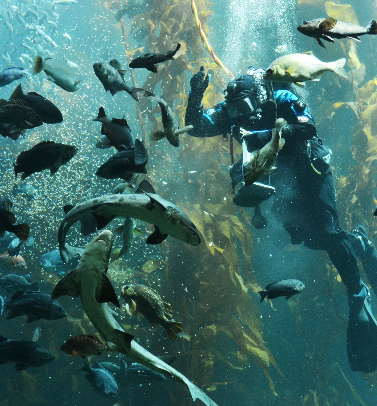 Polkadots on Parade: Monterey Bay Aquarium! - Monterey+Bay+Aquarium+6