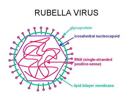 Rubella Virus Pengobatan Rubella Secara Alami