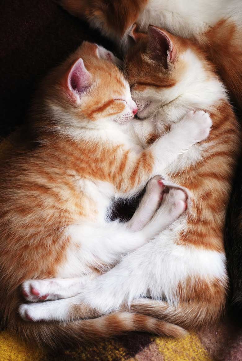Most Owners Say Cats Are Part Of The Family