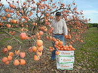 Fuente: http://www.nutricion-dietas.com/wp-content/uploads/Nutricion-dietas-caquis-kakis-pesimon-arbol.jpg
