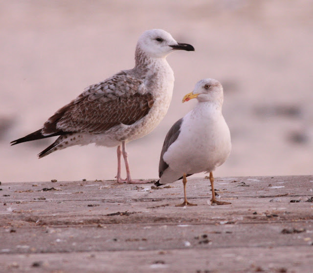 rapaces diurnas de cataluña: GAVIOTA DEL MAR CASPIO(LARUS CACHINNANS)