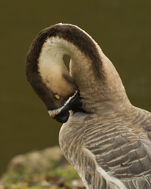 Ganso cisne acicalándose en Parque Isabel la Católica Gijón Asturias