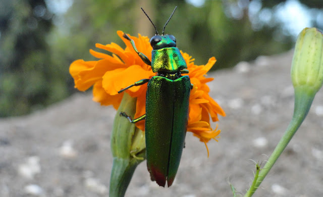 Pasang Susuk Samber Lilin Halal Dan Tidak Ada Pantangan Ilmu