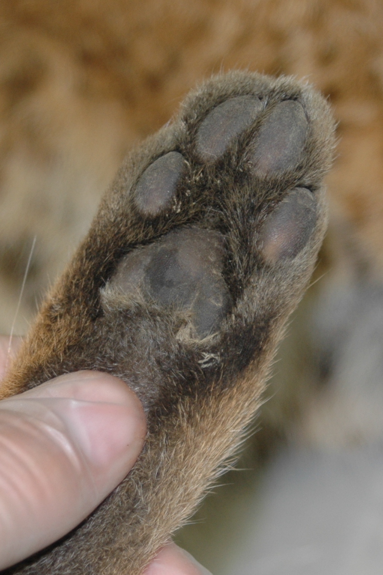 Backyard Beasts Bobcat dissection at FLCC