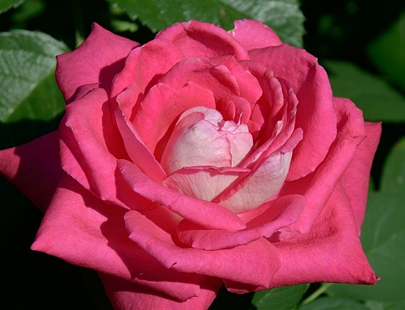 Acapella сорт розы Тантау фото