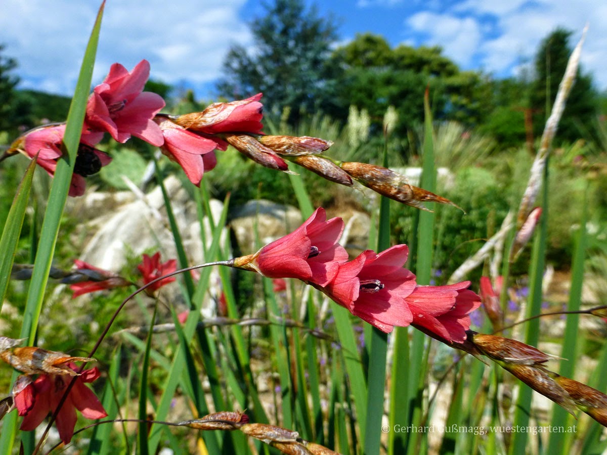 Angels Fishing Rods seeds Dierama 15 Samen Trichterschwertel Mix Angels Fishing Rods seeds Dierama 15 Samen Trichterschwertel Mix