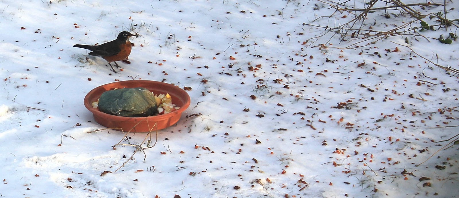 My Mountain Garden Gleanings Robins in the Winter