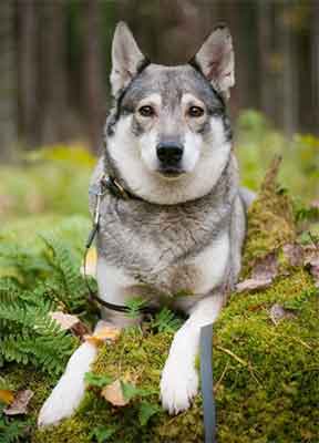 Everything about your Swedish Elkhound - Luv My Dogs
