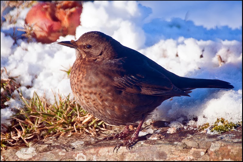 female blackbird