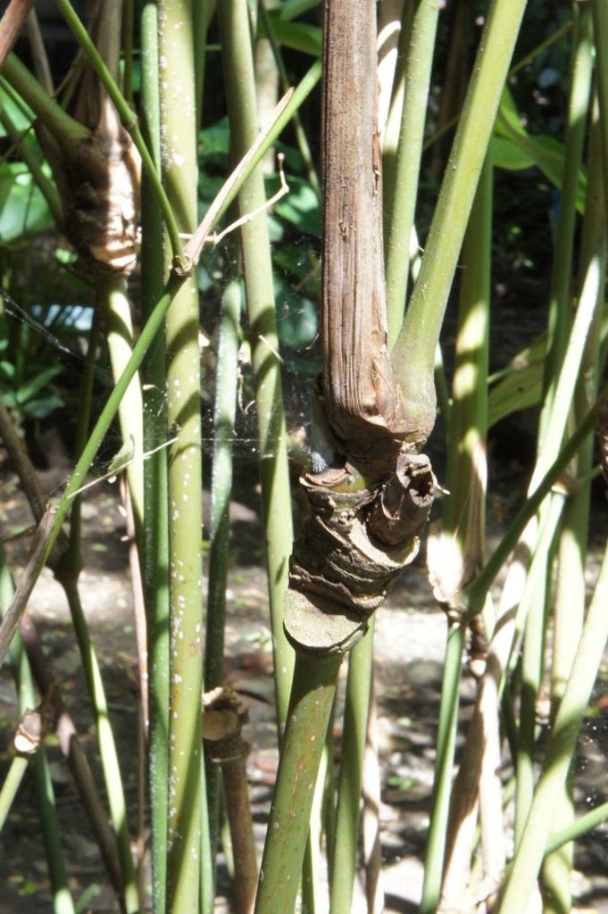 OUR PHILIPPINE TREES: A Bamban Could be Nice Afterall