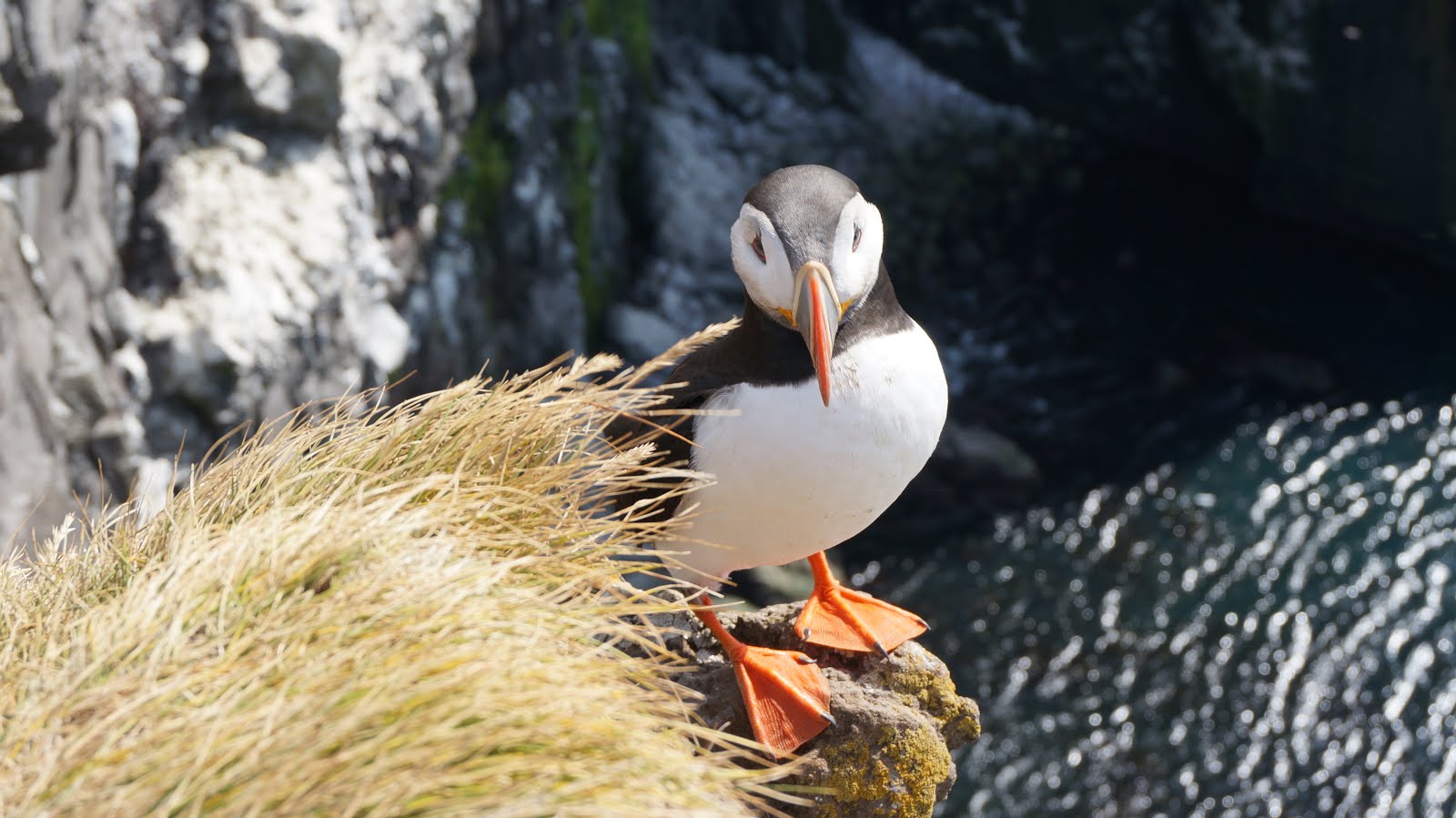 De IJslandse Puffin