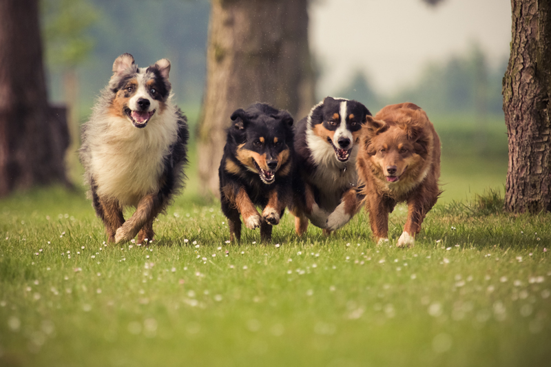 Best Running Companion Dog Breeds Best Running Companion Dog Breeds