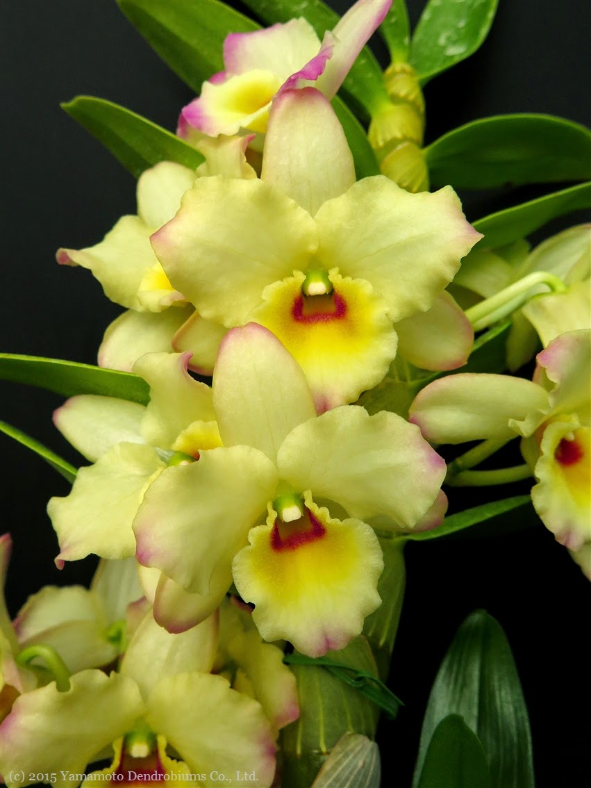 Dendrobium Blog