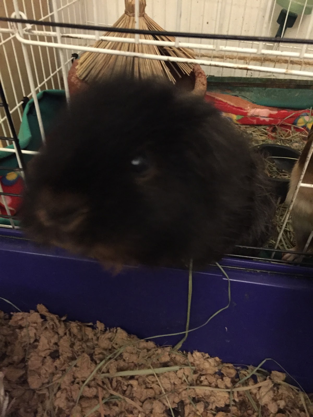 Cavy Savvy A Guinea Pig Blog Why Are They Called Guinea Pigs? What