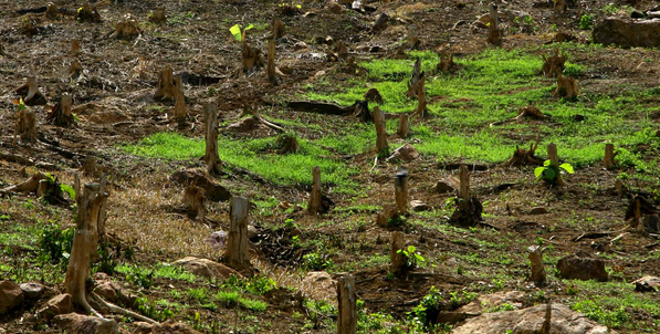 Contoh Kerusakan Ekosistem Di Indonesia - Obtenez Livre