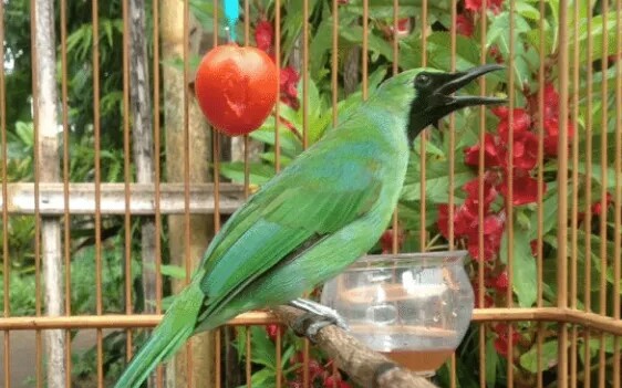 Manfaat Racikan Tradisional Untuk Cucak Ijo Dan Cara Membuatnya Sukses Perawatan