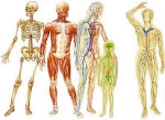 El cuerpo humano. Aparatos y sistemas.