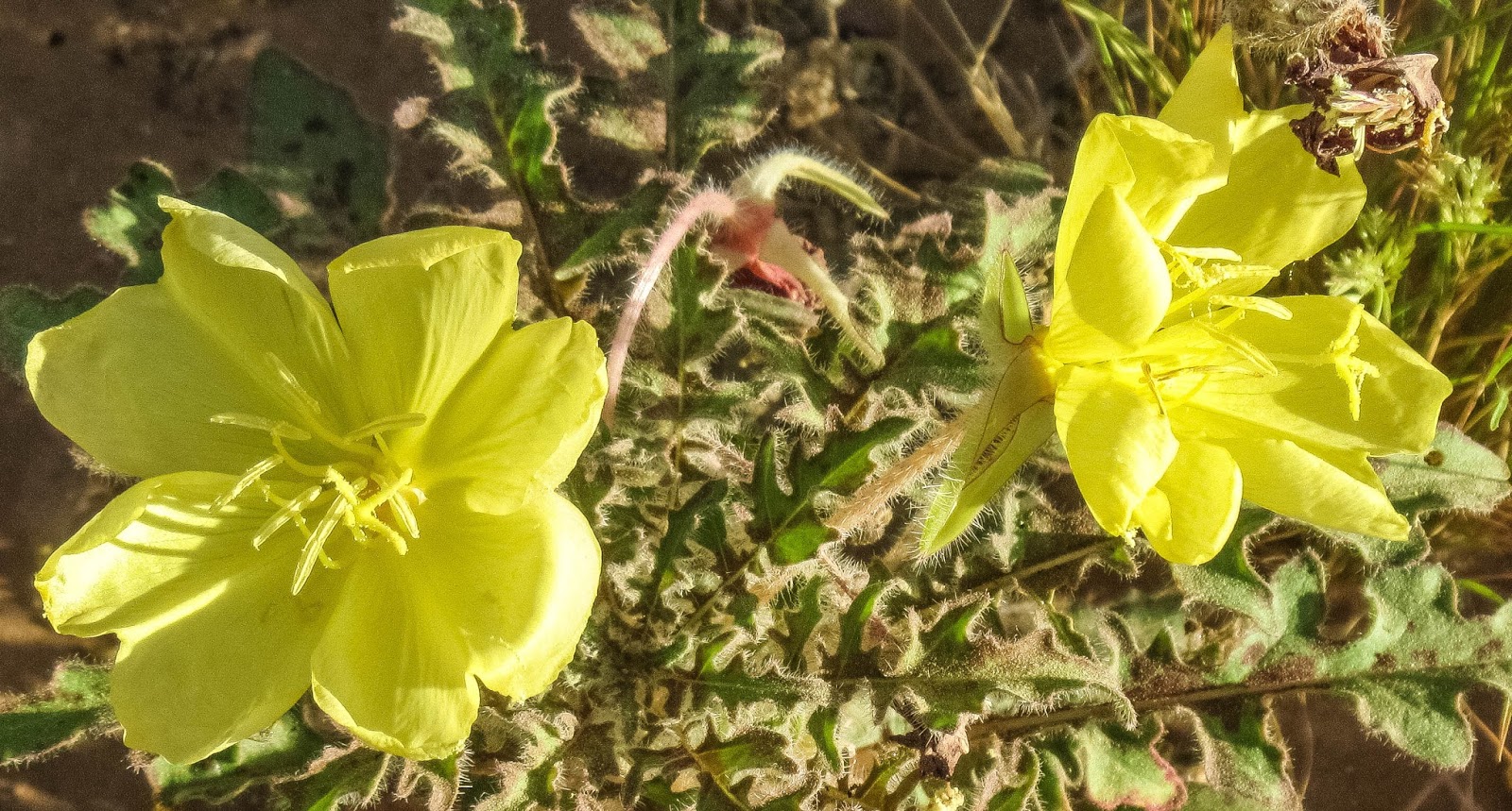 Cannundrums Yellow Desert Evening Primrose